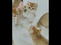 Boost me7   😍Sweet li'l cats are playing   #shorts