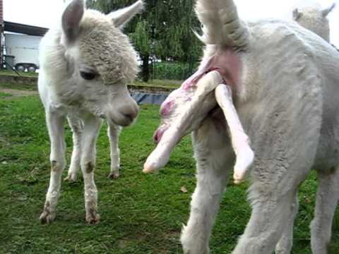 Video: Geburt Auf Dem Bauernhof – Geburt Für Schafe, Ziegen, Lamas Und Alpakas