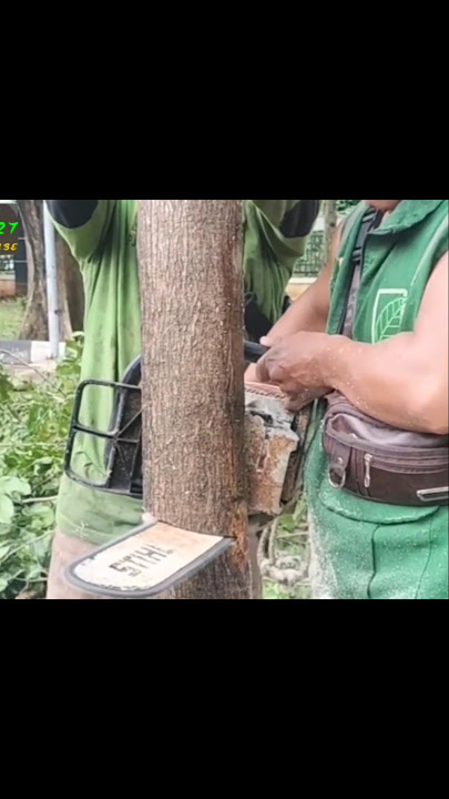 see what will happen! tree cutting skills Woodworking project #shortvideo #woodworking #chainsaw