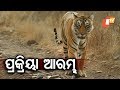 ବାଘୁଣୀକୁ ଧରିବା ପାଇଁ ଅନୁଗୋଳରେ ବିଶେଷଜ୍ଞ ଟିମ୍‌
