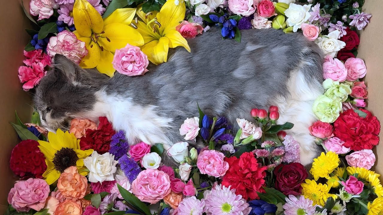 【ご報告】じろうさん14年間ありがとう