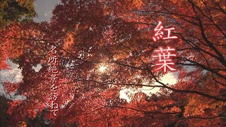 『紅葉 名所絶景を訪ねて』トレーラー・OP ver.