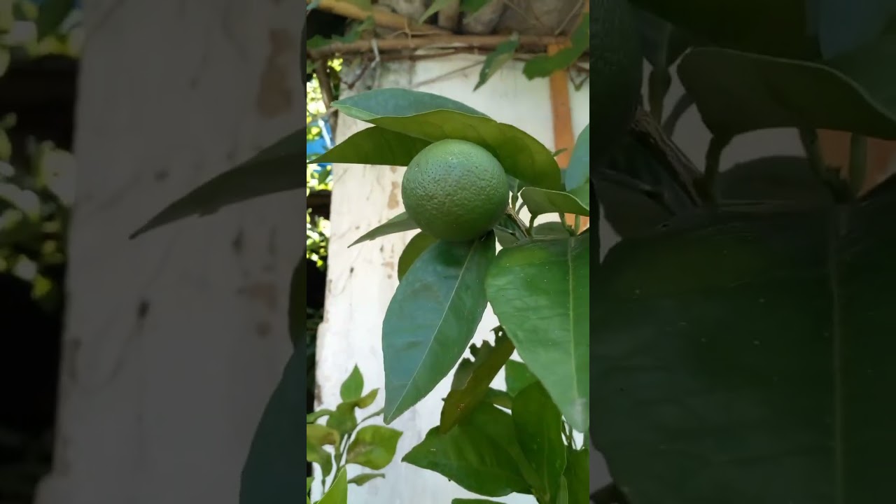 Enxertada ja com fruto.