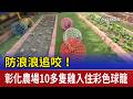 防浪浪追咬！ 彰化農場10多隻雞入住彩色球籠