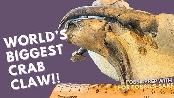 Piecing Together a Giant Fossil Crab Claw 🦀🔍
