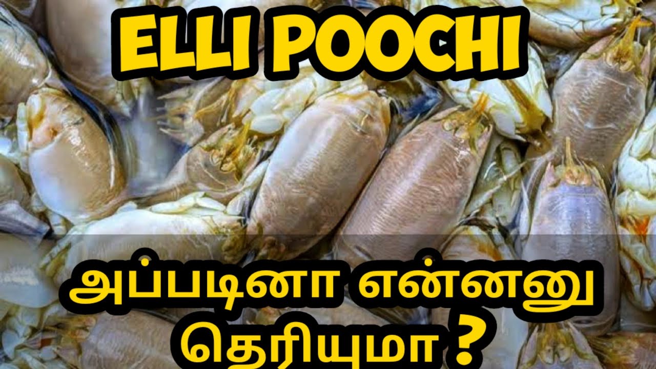 Elli poochi / Mole Crab / Crispy Mole Crab / Sand Crab / Sand Fleas ...