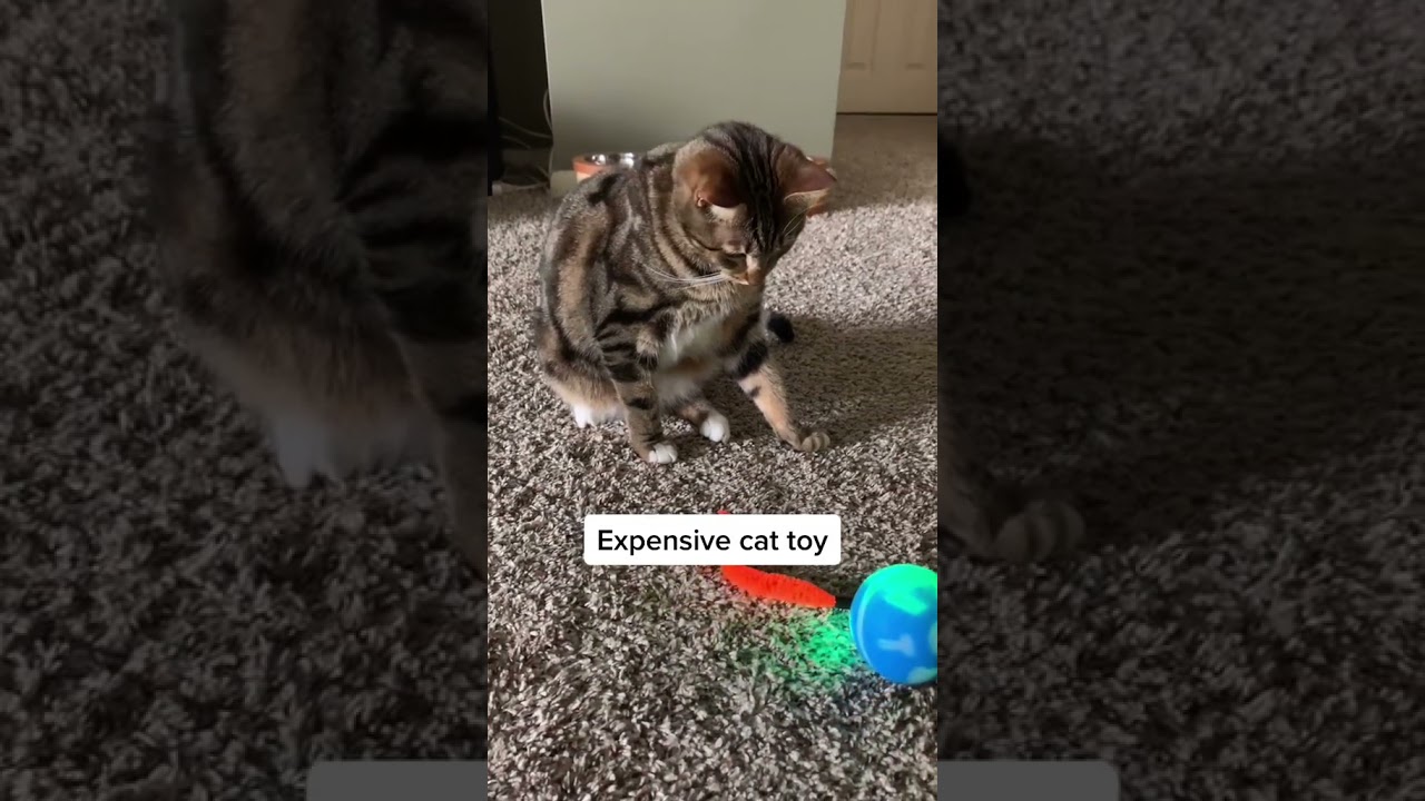 What do you think...? 😸 