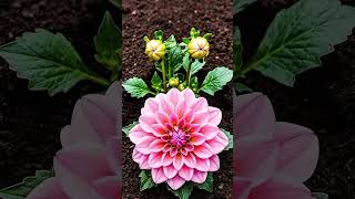 bunga dahlia tumbuh dengan cepat menjadi indah