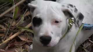 Gateau Barking because hes tethered Nov 2014 SWFs b and w clone
This video is in memory of Pontius, bizzarely,this feature of puppy psychology was non existant, just think of never hearing this from a puppy at any time!!!!!!!
Swf was a brindle with many almost identical markings to this one and extremely intelligent too. Gateau (French word for cake pastry e.t.c - Italian word for Cat - all how i handled and kept Swf) is a 3/4-Bull Arab x 1/4-Mastiff , 3 months old. Unfortunately somehow he is over-socialised before acquired , so wanders too easily to people. Gateau Barking because hes tethered Nov 2014 SWFs b and w clone