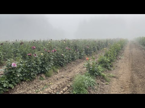 Video: Vrouw Creëert een prachtig gedenkteken met behulp van de sjaals van haar dierbaar verlate honden