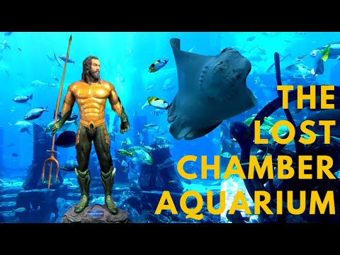 The Lost Chambers Aquarium – Atlantis Dubai | 65k Marine Animals