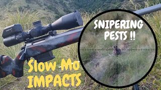 6MM Creedmoor LONG RANGE Hunting in NZ  | SLOW MO &amp; SCOPE FOOTAGE!