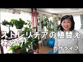 【ガーデニング】ストレリチアの植替え株分け