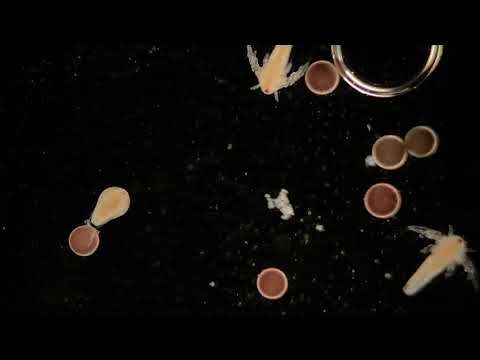 Brine Shrimp Life Cycle TIMELAPSE (No Words)