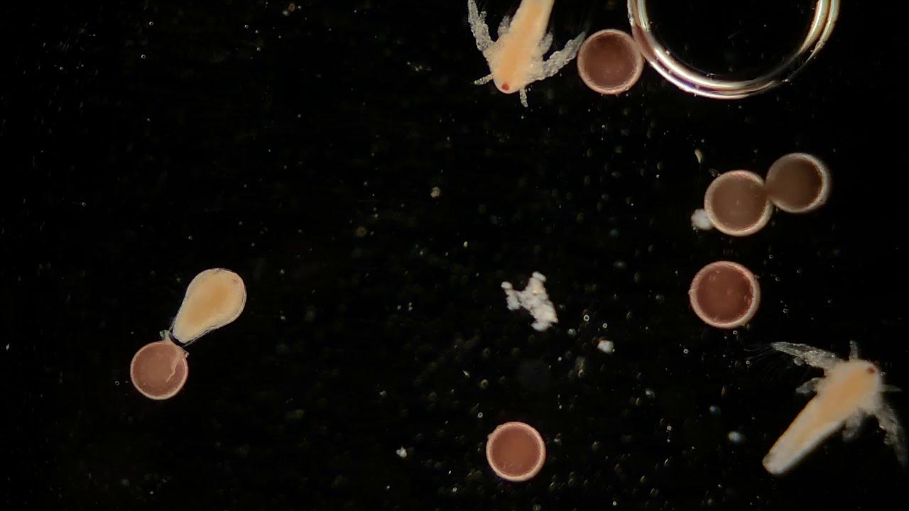 Brine Shrimp Life Cycle TIMELAPSE (No Words) - YouTube