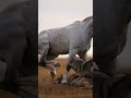 Horse VS Wolves: Epic Mountain Battle! 🐴🐺🏔️💥 2512052210 #Horse #Wolves #Wildlife