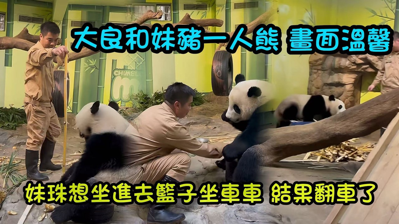 看見大良外公進場，妹珠搖頭晃腦好開心，下來找大良玩😊坐進籃博基尼車車翻車喇#panda #cutepanda #熊貓妹珠 #熊貓妹豬
