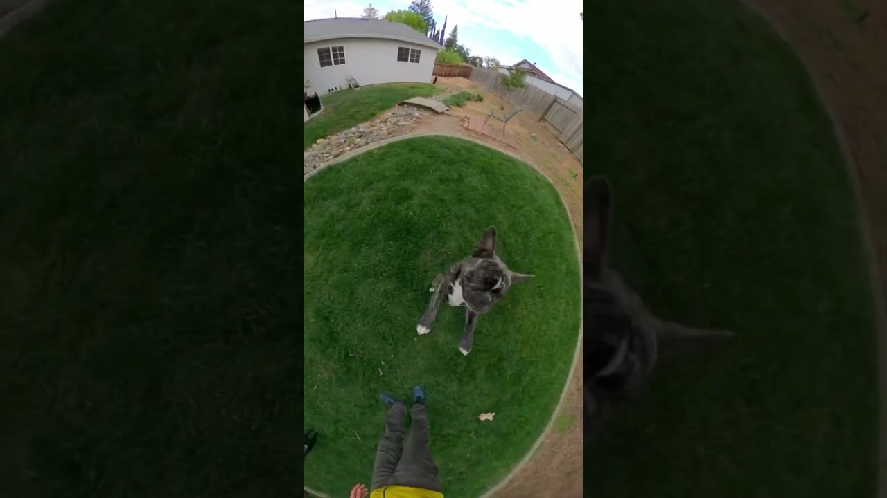 2 playful Frenchtons full of energy 