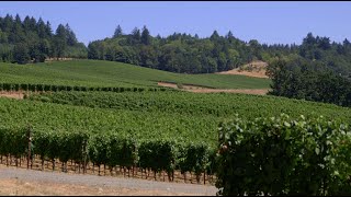 Download Lagu Erath’s Willakia Vineyard MP3 Download Lagu Erath’s Willakia Vineyard MP3