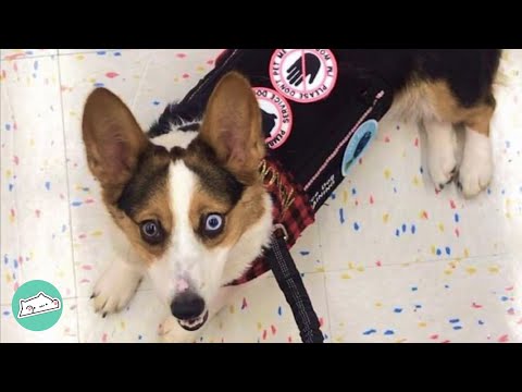 Corgi Service Dog Helps Girl Finally Visit Disneyland | Cuddle Corgi