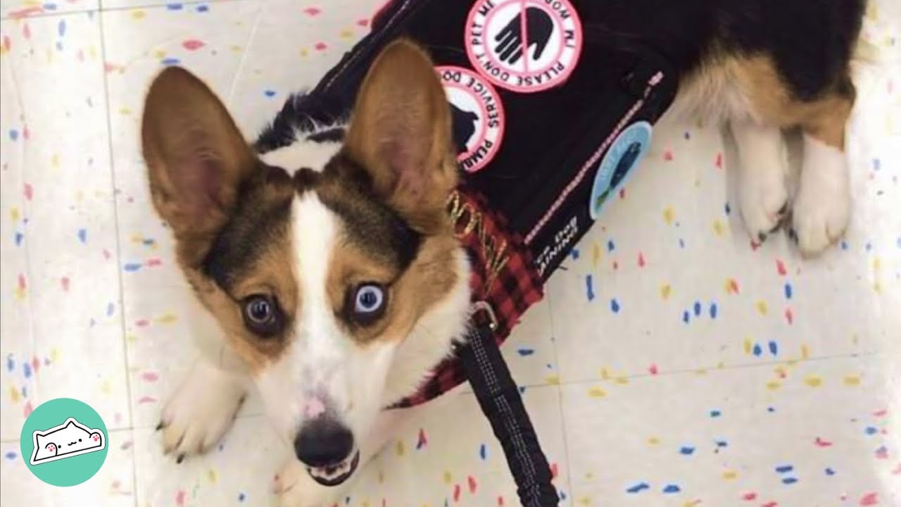 are corgis good service dogs