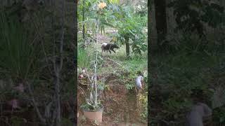 Ayam Jago Abg Tarung Di Pinggir Jalan