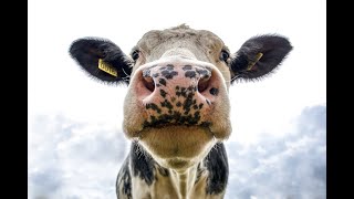 World Facts You Did Not Know: Did you know that Cows don’t have upper front teeth? #shorts