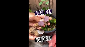 Phân biệt NGẢI ĐEN và NGHỆ ĐEN cách này mới chuẩn, Hình ảnh cây ngải đen thật