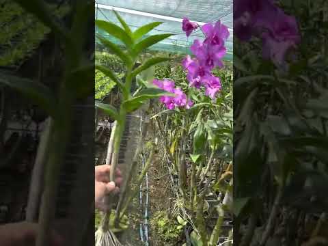 Video Xả hàng, bán lỗ lô dendro lai Hồ Điệp Hồng chơi Tết... - youtube