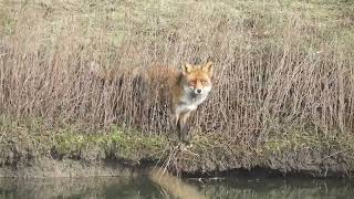 Vos Oostvaardersplassen 7 feb 24 II