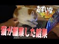 動画の編集を猫に任せてみた結果こうなりました…