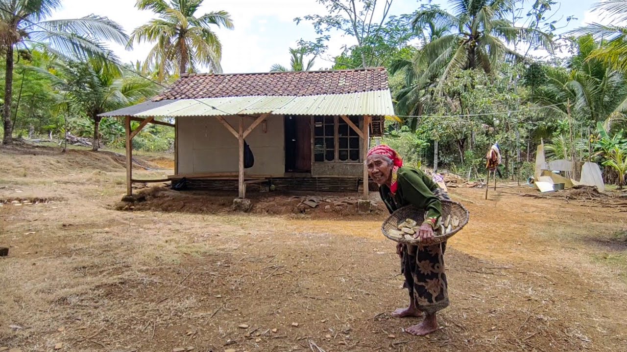 Hanya Nenek Ini Yang Berani Tinggal Di Rumah Terpencil Tinggal Sendiri, Di Tengah Kebun Kelapa