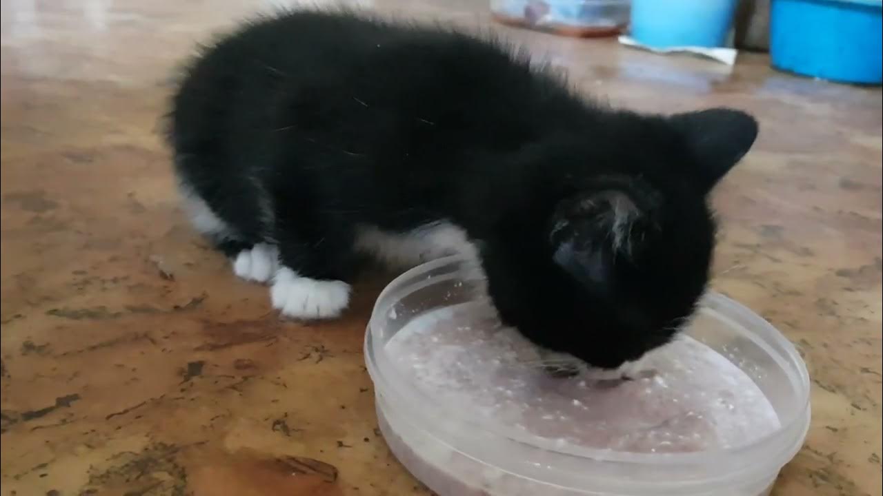 There is nothing more nicer than hearing a kitten eat. YouTube