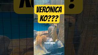 #veronica #animals #zoo #duniahewan #beranda #viral #public #education #world #trending #shorts #fy