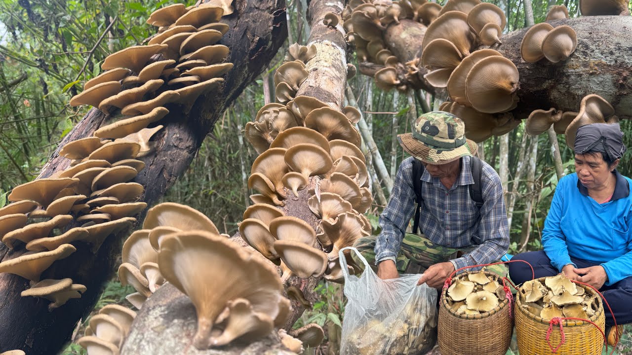 หมานอลังการ!! เห็ดบด! ดอกใหญ่ๆ อ่อนๆออกเป็นชั้นๆ หมาเต็ม2ตร้าใหญ่เหลือใส่ถุงอีก! 28/10/68