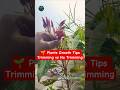 🌱 Plants Growth Tips | Trimming vs No Trimming | Aqua Terra Green #plantsgrowth #plants #shorts #yt