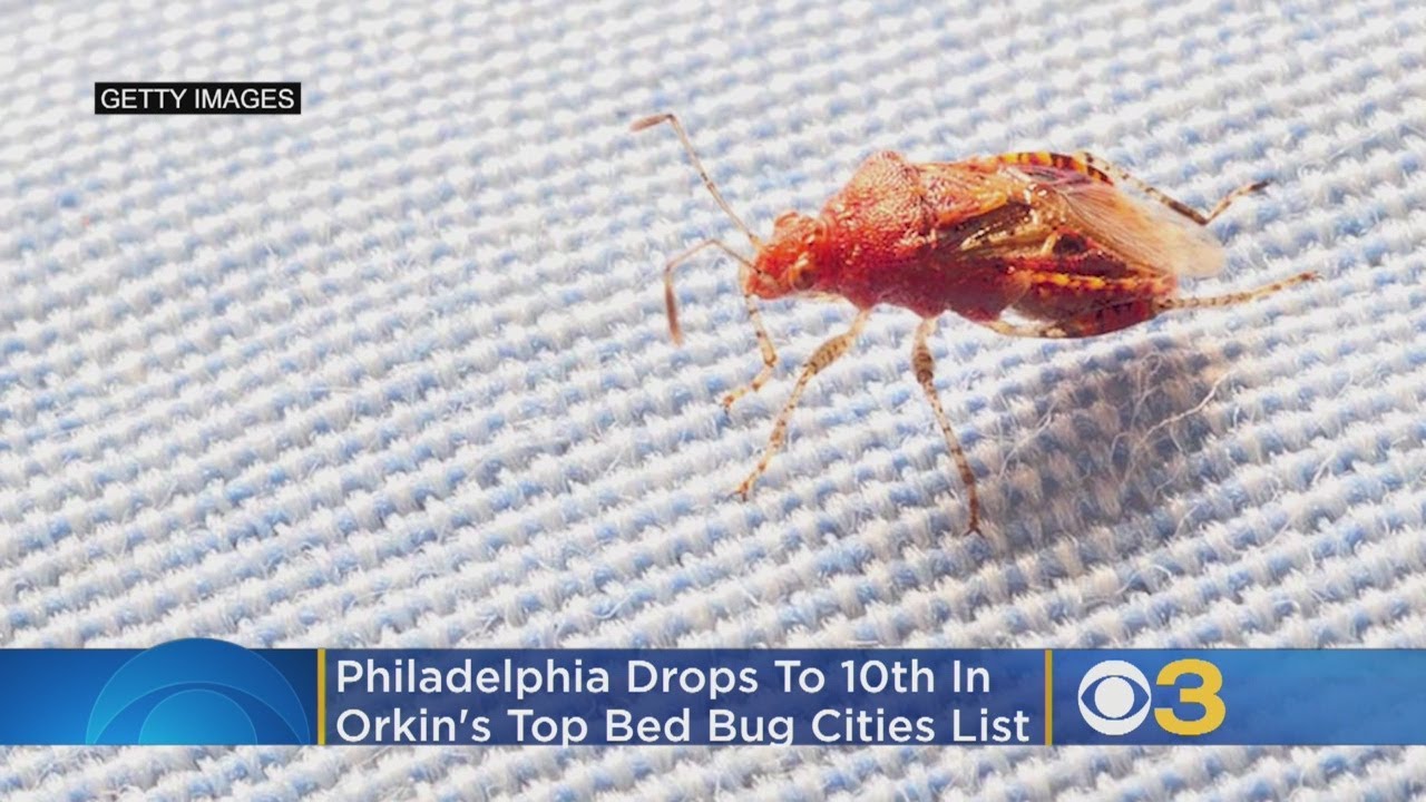Philadelphia Drops In Orkin's Top Bed Bug Cities List YouTube