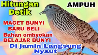 Pancingan Ampuh Burung Perkutut Lokal Alam Gacor Ngoar Bekur Ngerot