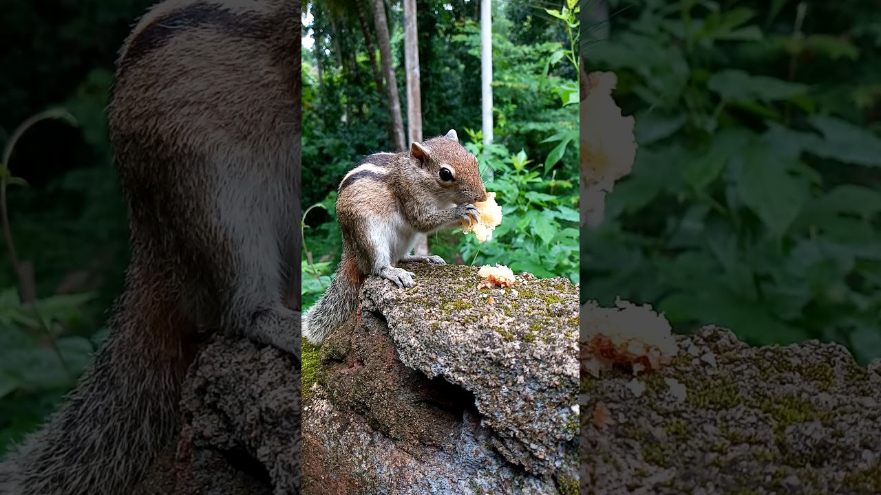 OMG😱 wild squirrel loves to eat cake - YouTube