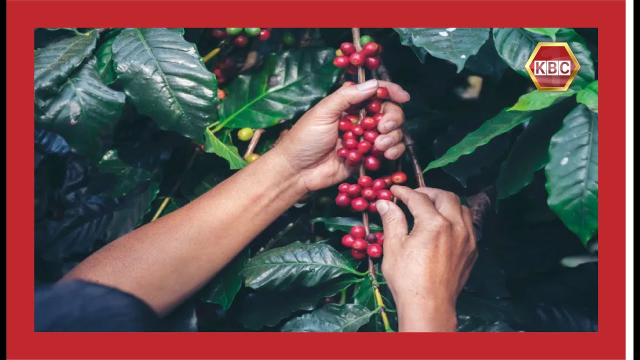 Coffee prices rally on high demand