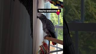 Symon says: Gimme a kiss, thank you, you’re welcome#symontheafricangreyparrot #talkingparrot #cag