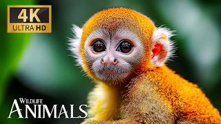 Soft Light over Wildlife Animals 4K 🐾 Fascinating Survey of Jungle Wonders with Soft Piano Harmonies screenshot 2