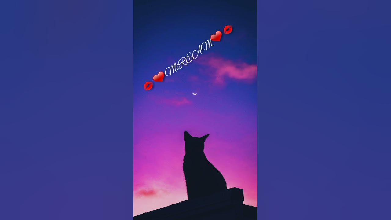 🌟وائل كفوري 🌟
