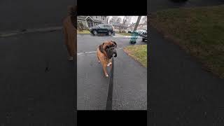 Vito 😎 nuff said. #fanwoodnj #scotchplainsnj #dogwalker #garwoodnj #mountainsidenj #dogsitter