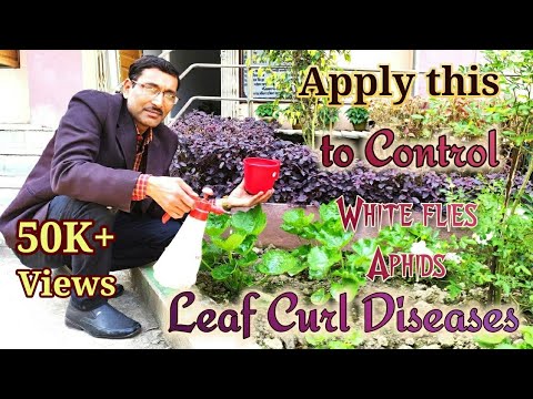 Video: Fuchsia Diseases (20 Photos): Methods Of Treatment. Why Do The Buds Fall, Not Having Time To Open, And The Fuchsia Sheds The Leaves? How To Get Rid Of Whiteflies And Other Pests?