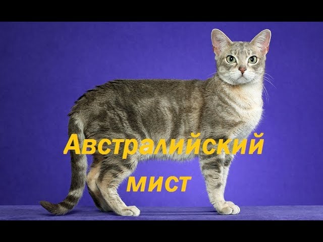 Все кошки мира: Австралийский мист или Австралийская дымчатая.