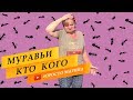 Как избавиться от муравьев. Мифы и реальность.