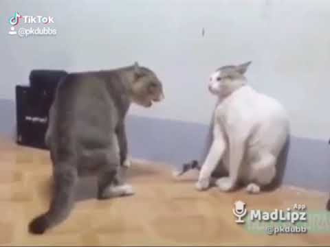Funny cats talking hindi Madlipz part 1