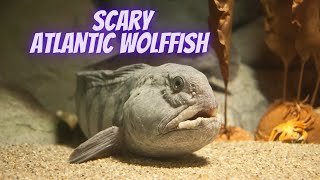 Atlantic Wolffish - Oceana Canada