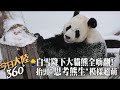 萌翻天!冬天到來白雪降下 瀋陽4隻大貓熊開心打滾.抬頭看雪花降下&quot;思考熊生&quot;超呆萌模樣曝光｜360°今日大陸